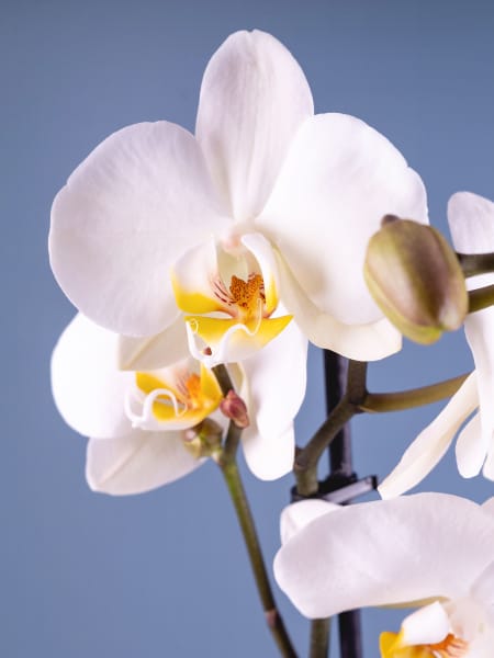 Orquídea Phalaenopsis 'Leeds'