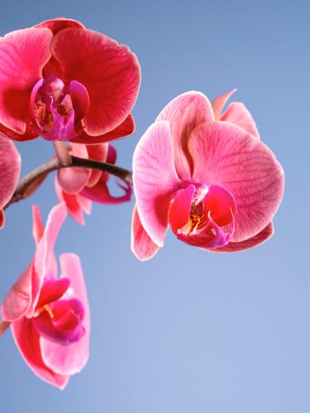 Orquídea Phalaenopsis 'Asian Coral'