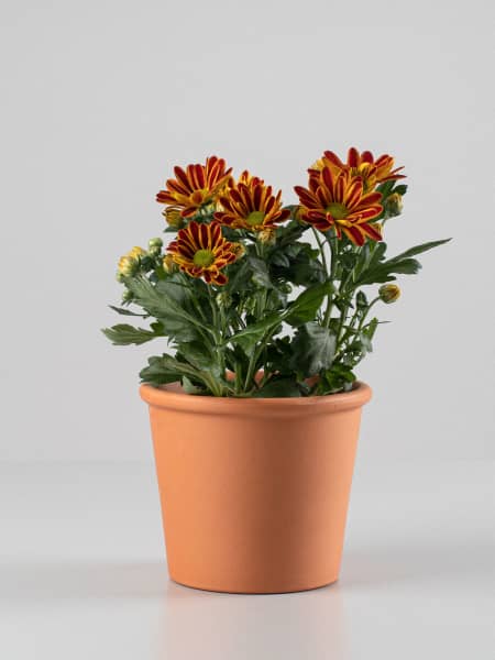 Chrysanthemum 'Rainbow Lake Worth'