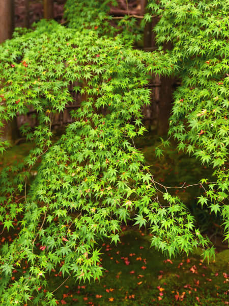 Acer palmatum 'Sango Kaku'