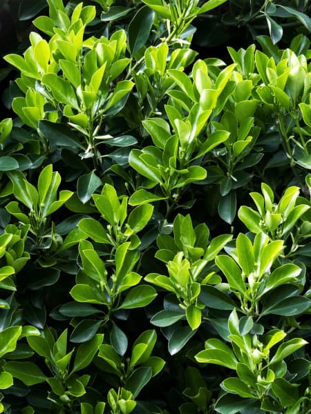 Evónimo verde - Euonymus japonicus