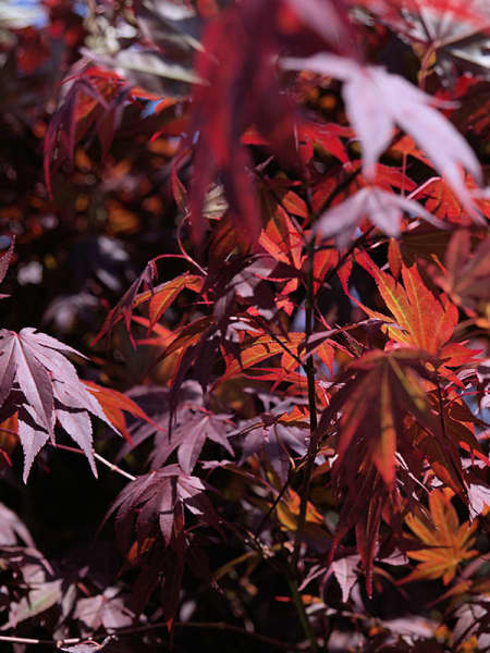 Acer palmatum bloodgood