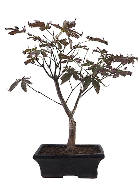 Bonsai. Arce japonés palmeado (Acer palmatum 'Atropurpureum')