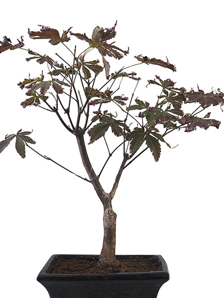 Bonsai. Arce japonés palmeado (Acer palmatum 'Atropurpureum')