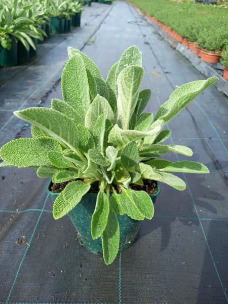 Stachys byzantina