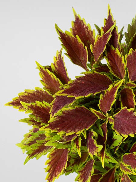 Coleus scutellarioides (Solenostemon)