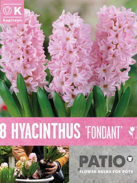 Bulbos de Jacintos 'Fondant'