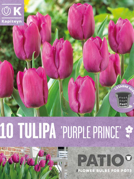 Bulbos de Tulipán 'Purple Prince'