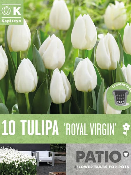 Bulbos de Tulipán 'Royal Virgin'