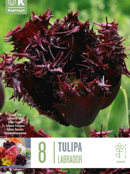 Bulbos de Tulipán 'Labrador'