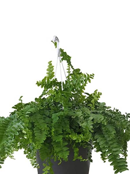 Helecho Nephrolepis exaltata 'Pom Pom'
