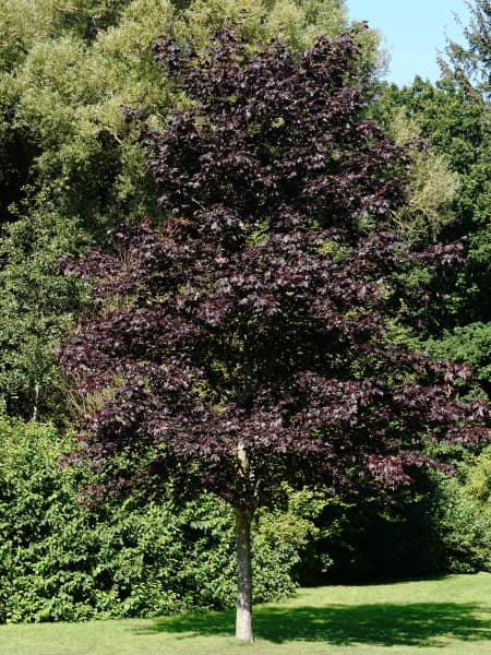 Acer platanoides 'Crimson Sentry' (Arce Noruego 'Crimson Sentry')