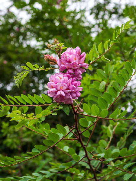 Robinia pseudoacacia 'Casque Rouge'