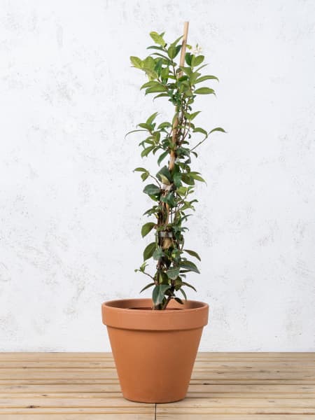 Trachelospermum jasminoides (Jazmín estrellado)