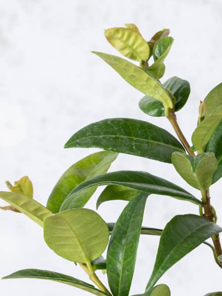 Trachelospermum jasminoides (Jazmín estrellado)