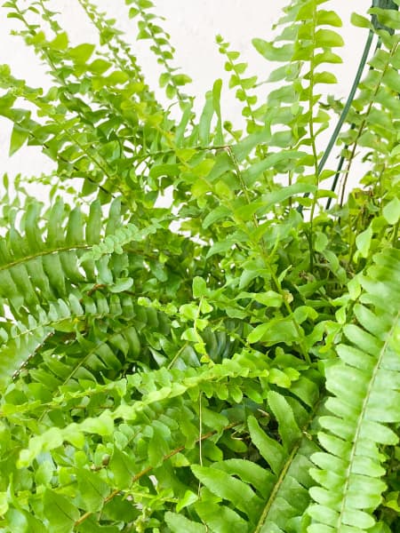 Helecho Nephrolepis exaltata 'Boston'
