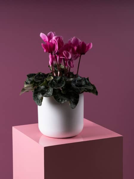 Cyclamen (varios colores)