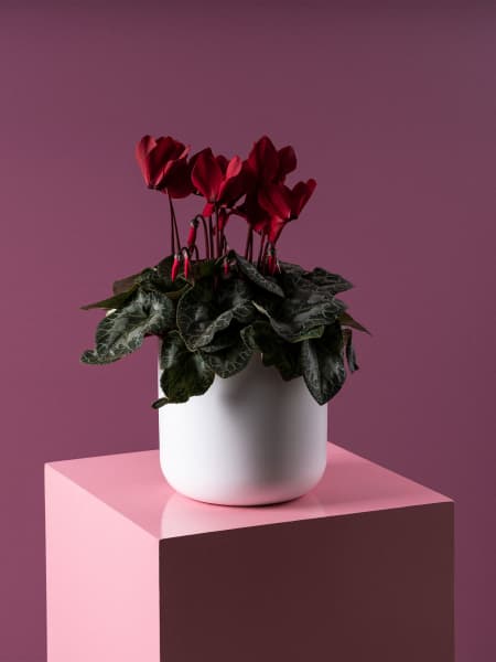 Cyclamen (varios colores)