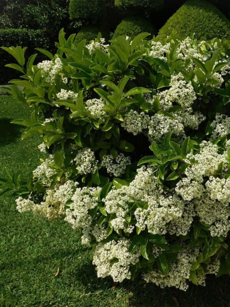 Viburnum odoratissimum 'Lucidum'