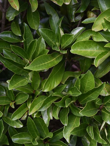 Viburnum odoratissimum 'Lucidum'