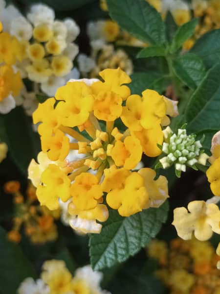 Lantana montevidensis