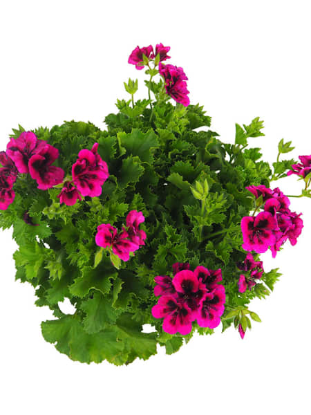 Geranio Pensamiento 'Candy Flowers'