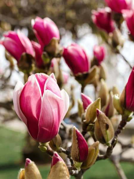 Magnolia 'March-Till-Frost'