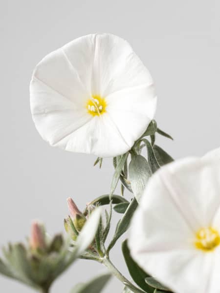 Convolvulus cneorum - Campanilla plateada