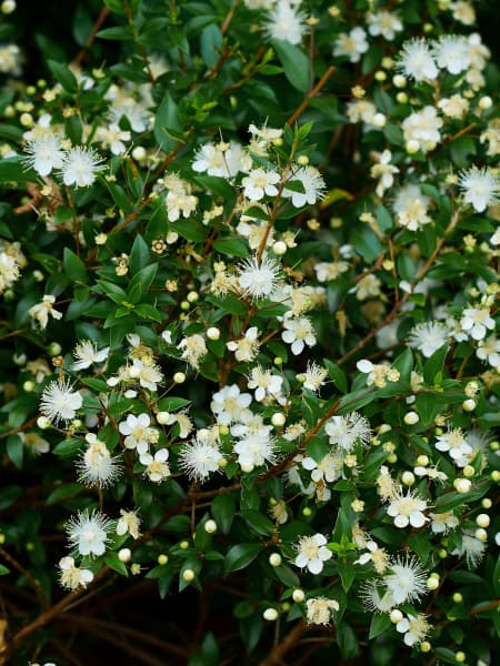 Myrtus communis (Mirto)