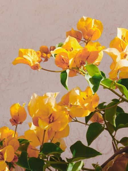 Buganvilla (color según disponibildiad)