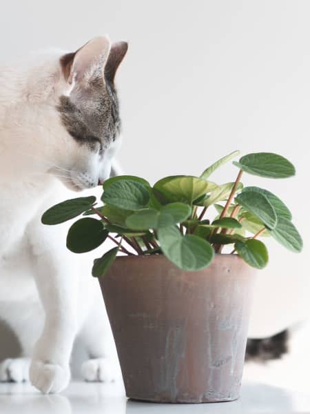 Peperomia albovittata (Rana verde)