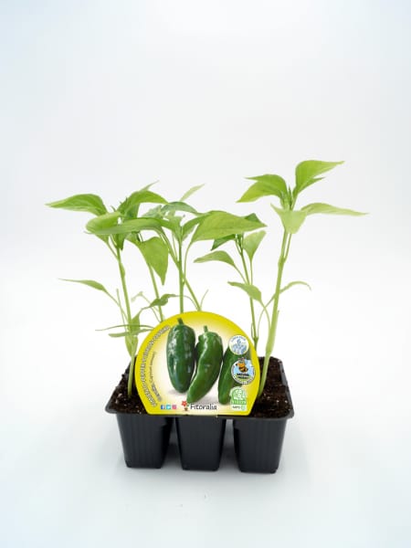 Pimiento de Gernika - Planta de huerto
