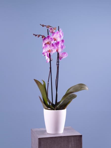 Orquídea Phalaenopsis 'Jillion'