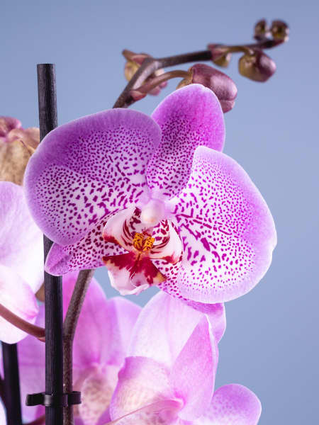 Orquídea Phalaenopsis 'Jillion'