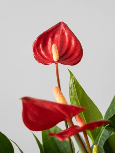 Anthurium 'Million Flowers Red'
