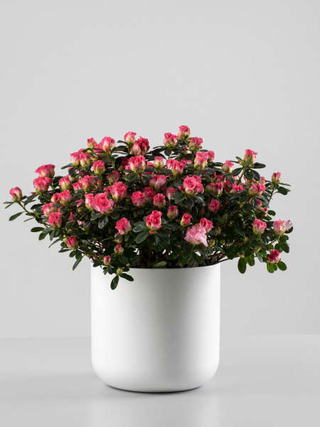 Azalea Hortinno Lime® Peach