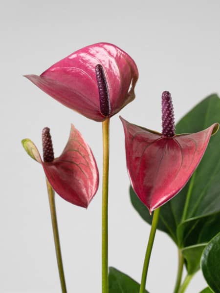 Anthurium morado Karma®