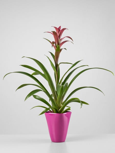 Guzmania 'Freya'