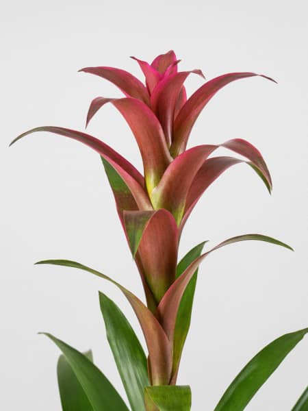 Guzmania 'Freya'