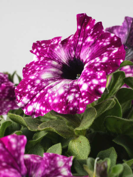 Petunia 'Magic Sky'
