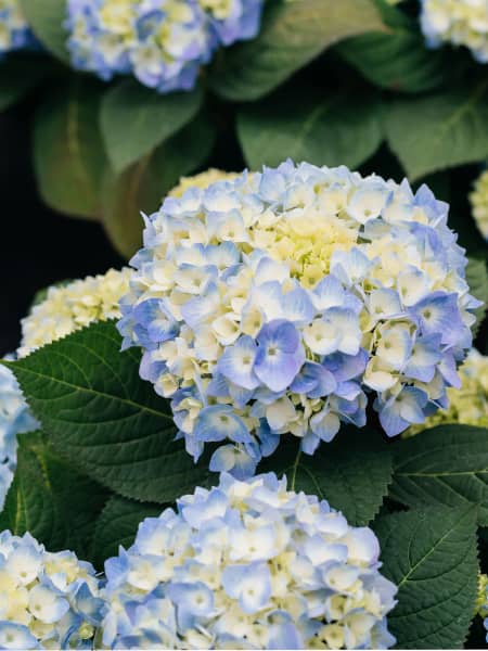 Hortensia de exterior