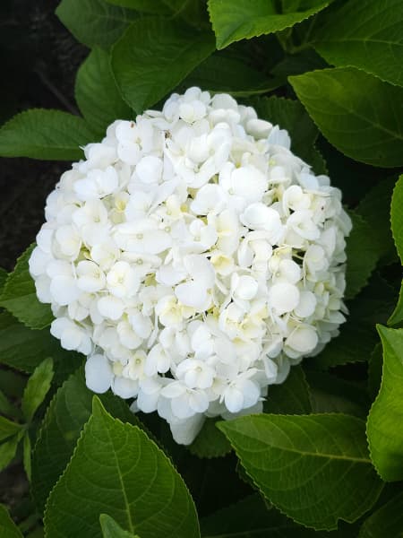 Hortensia de exterior