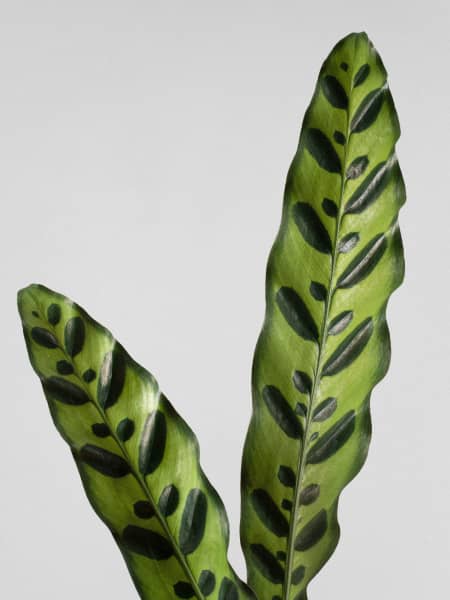 Calathea lancifolia