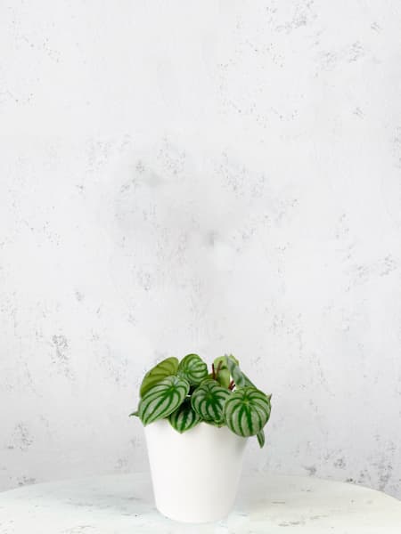 Peperomia argyreia