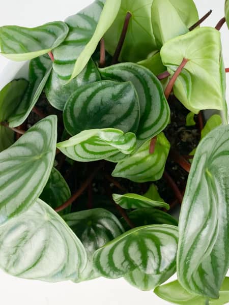 Peperomia argyreia