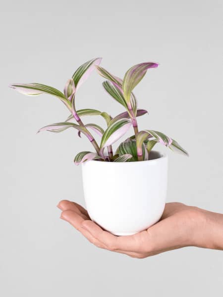 Tradescantia Zebrina en maceta para colgar de 18 cm