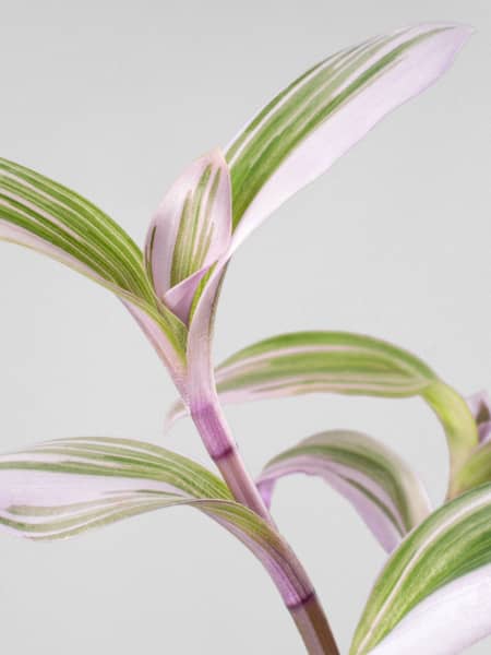 Tradescantia fluminensis 'Nanouk Lilac' Mini