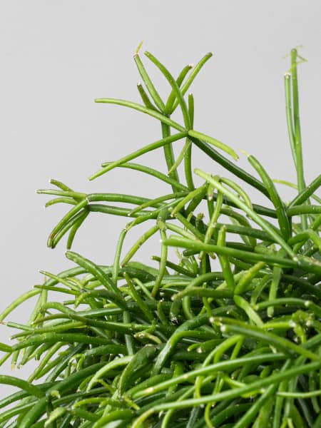 Rhipsalis 'Cashero'