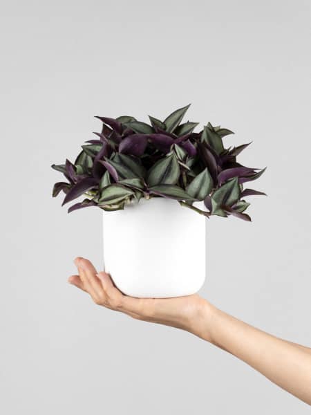 Tradescantia Zebrina en maceta para colgar de 18 cm