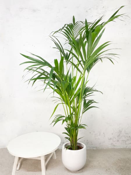 Kentia